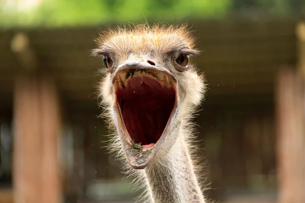 Ostrich — Stock Photo, Image