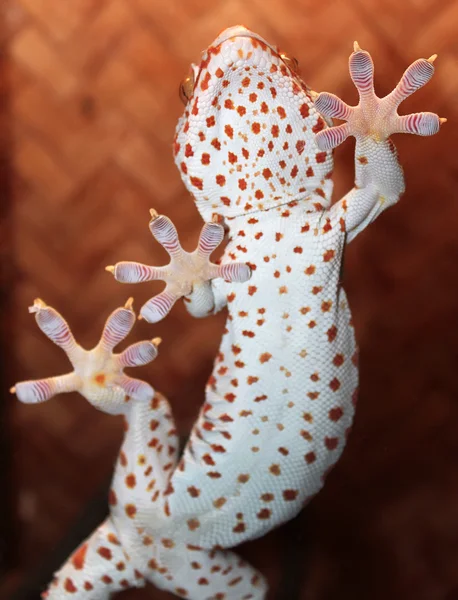 Duże gecko — Zdjęcie stockowe