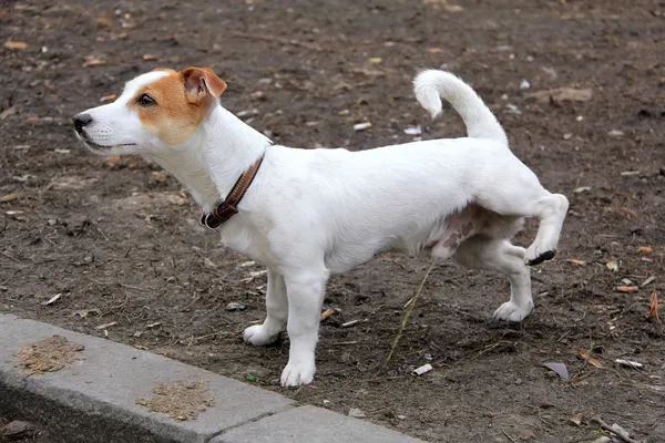 白狗撒尿λευκό σκυλί peeing Εικόνα Αρχείου