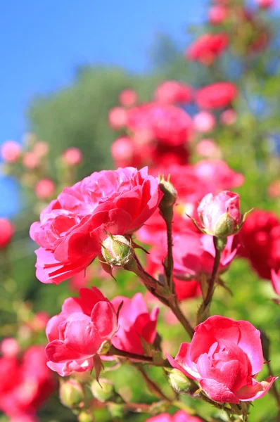Rose bush Stock Picture