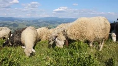 dağlarda koyun sürüsü