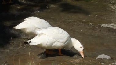 nehir kenarındaki ördek