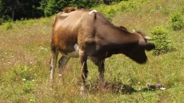 Hayvancılık sektörü