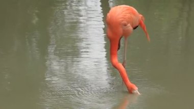 pembe flamingo