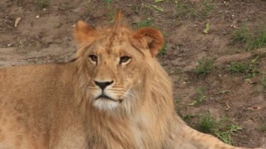 Aslan