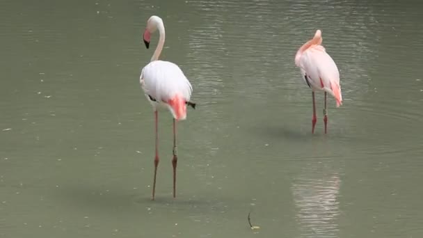 Rózsaszín flamingó. Phoenicopteridae — Stock videók