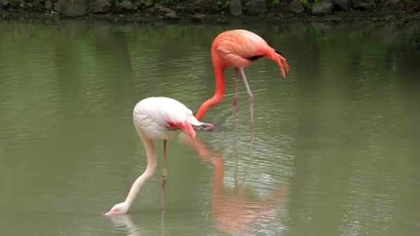 Pembe flamingo — Stok video