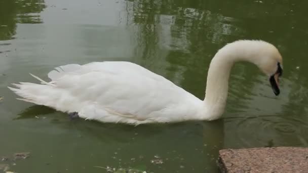 白色天鹅 — 图库视频影像