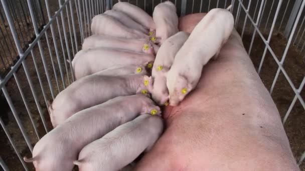 Sembrar y chupar cerdos en la granja de ganado. Porcicultura — Vídeo de stock