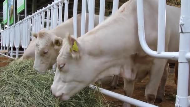 Livestock sector — Stock Video