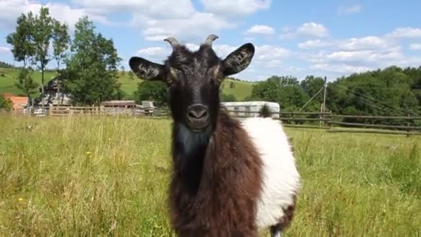 Cabras e ovinos — Vídeo de Stock