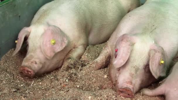 Paar van varkens op vee boerderij. varkenshouderij — Stockvideo