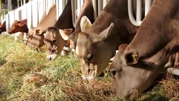 Viehzucht — Stockvideo
