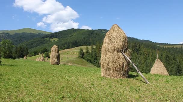 Summery Carpathians — Stock Video