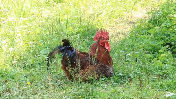 coq