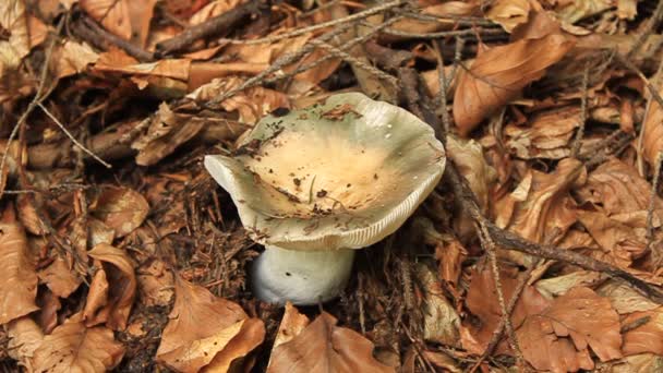 Champignon — Video