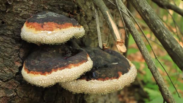 Parasitic fungi — Stock Video