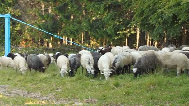 Manada de ovejas — Vídeos de Stock