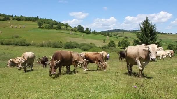 Livestock sector — Stock Video