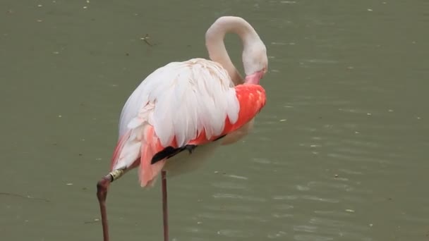 Roze flamingo — Stockvideo