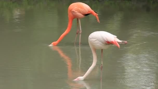 Pembe flamingo — Stok video