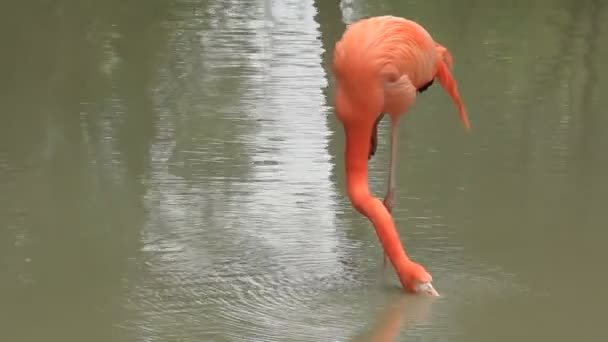 Pink flamingo — Stock Video