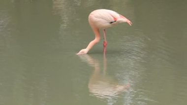 pembe flamingo