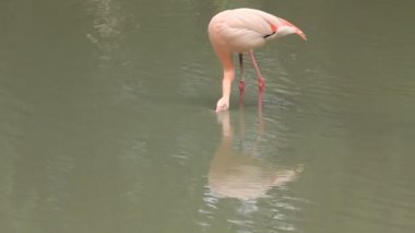 pembe flamingo