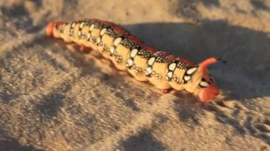 caterpillar'ın nadir türlerin