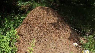 büyük bir karınca yuvası