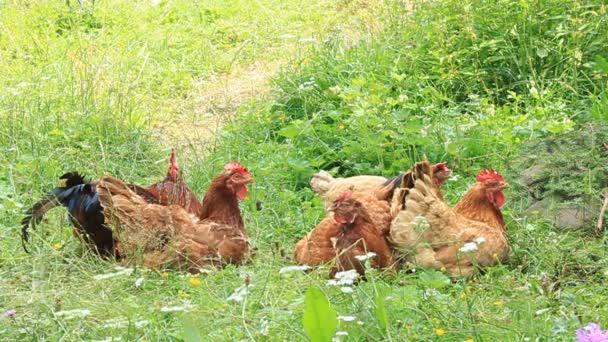 Chickens — Stock Video
