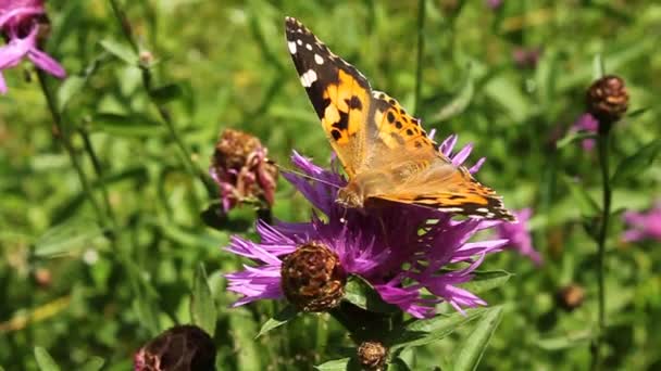 Beautiful butterfly — Stock Video