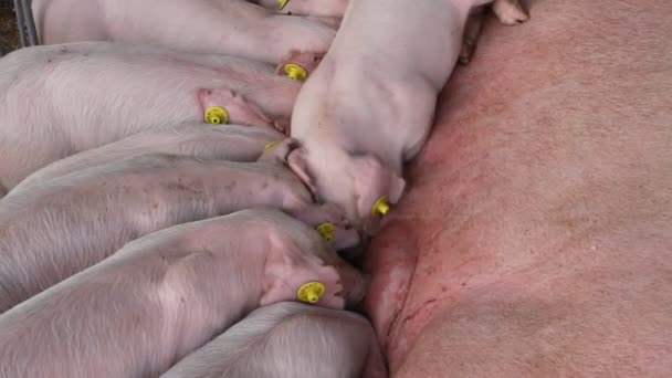Сосущие свиньи — стоковое видео