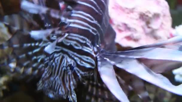 Рыба-аквариум — стоковое видео