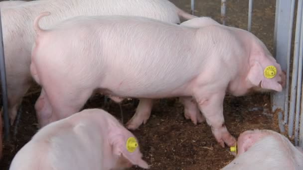 Blanco chupando cerdo — Vídeos de Stock