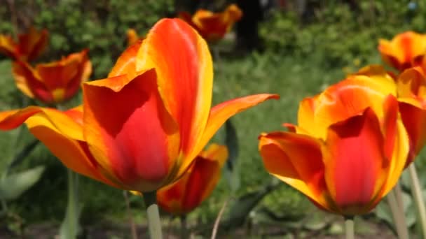 tulipes