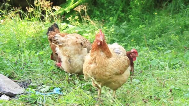 Familia de pollos — Vídeos de Stock