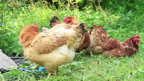 Chickens — Stock Video