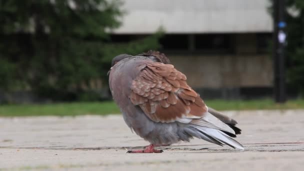 Pigeons — Video