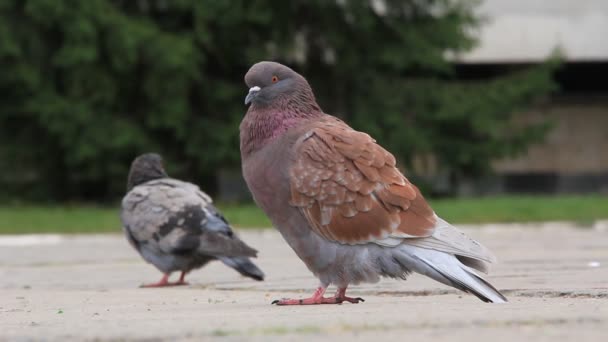 Palomas. — Vídeo de stock