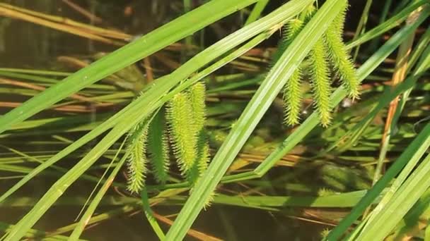 Plantas de agua — Vídeo de stock