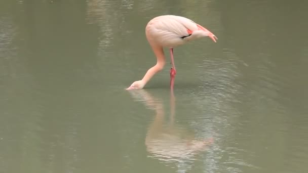 Roze flamingo — Stockvideo