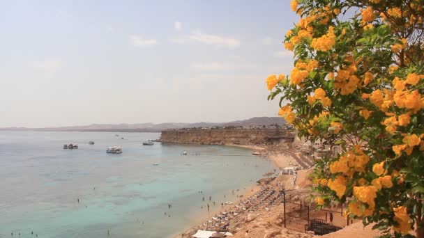 埃及式海滩 — 图库视频影像