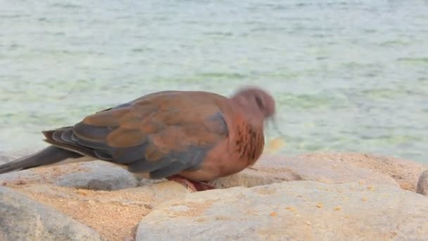 Egyptian pigeons — Stock Video