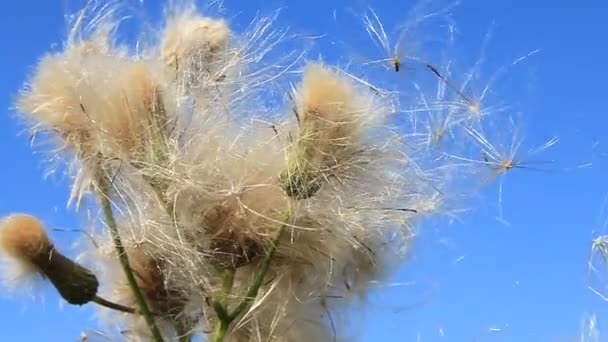 Diente de león salvaje — Vídeo de stock