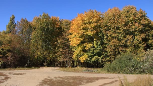 Hermoso otoño — Vídeo de stock