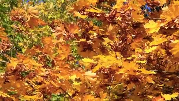 Beautiful autumn — Stock Video