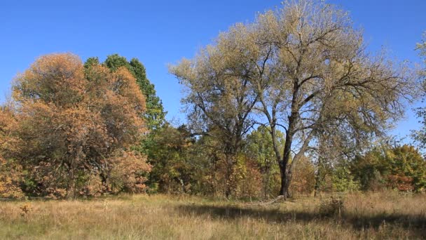 Hermoso otoño — Vídeos de Stock