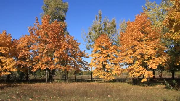 Krásný podzim — Stock video