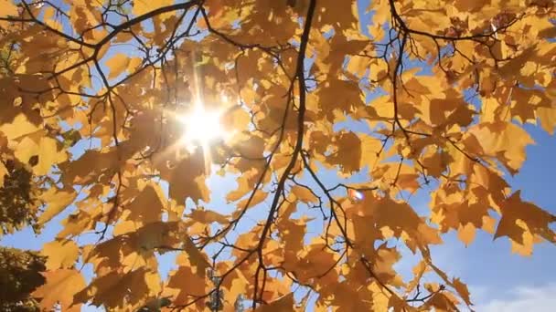Beautiful autumn — Stock Video